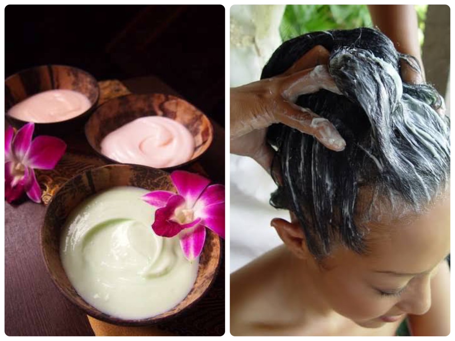 クリームバス【バリニーズ】